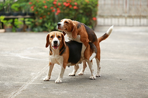 Les pétainistes sont là : c'est la France-chenil "qui redémarre" ! CHIEN-La-reproduction-2