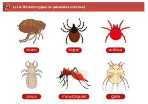Les différents types de parasites externes chez le chat - Clément Thékan