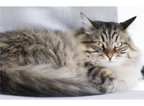 Les Boules De Poils Chez Le Chat Clement Thekan