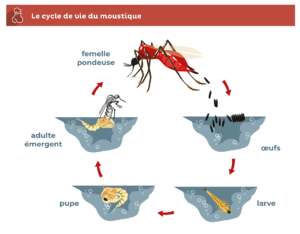 Cycle-vie-moustique
