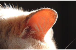 Hygiène des oreilles et des yeux du chat - Clément Thékan